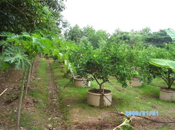 ../Picture/2553/PICT0109.JPG