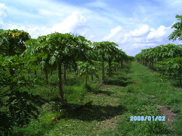../Picture/2553/PICT0138.JPG