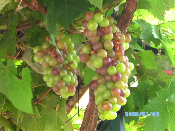 ../Picture/2553/PICT0216.JPG