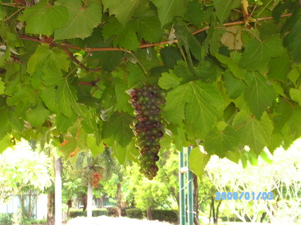 ../Picture/2553/PICT0217.JPG