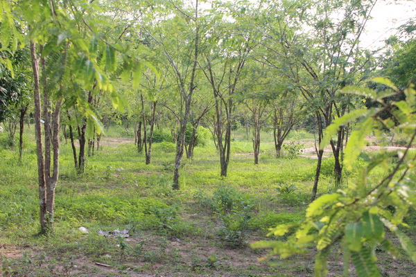 ../Picture/2555/MJUP2012052610333307.JPG