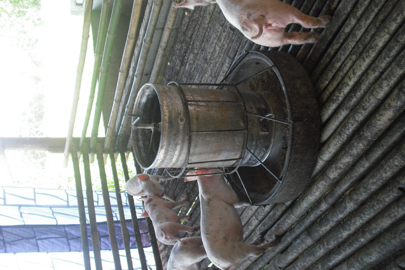 ../Picture/2555/MJUP2012071914250708.JPG