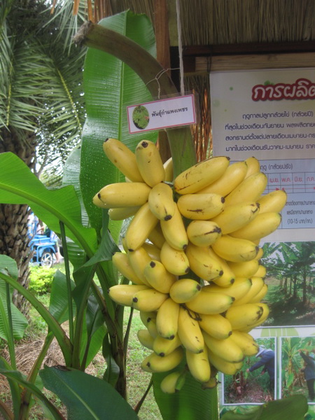 ../Picture/2555/MJUP2012081607065003.JPG