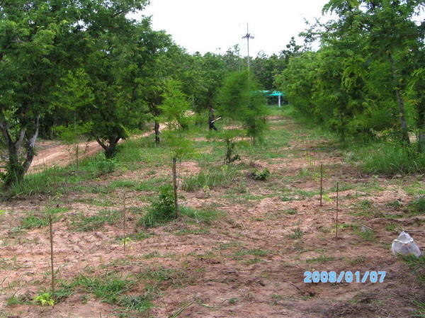 ../Picture/2553/PICT0231.JPG